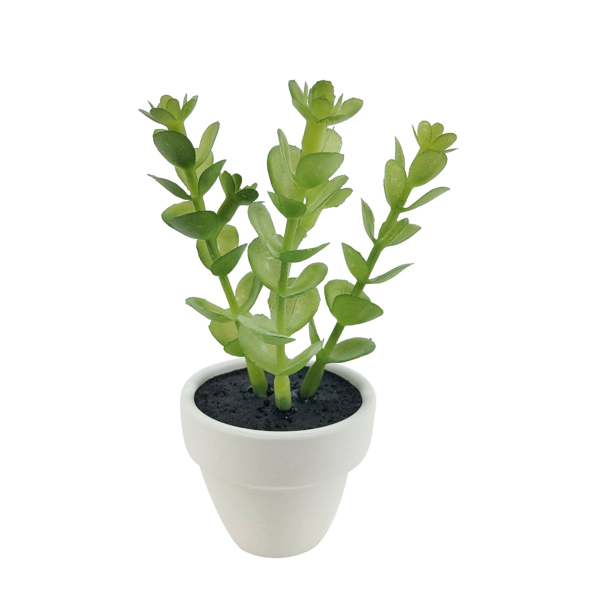 Assorted Micro Premade Succulent, 1pc. by Ashland®